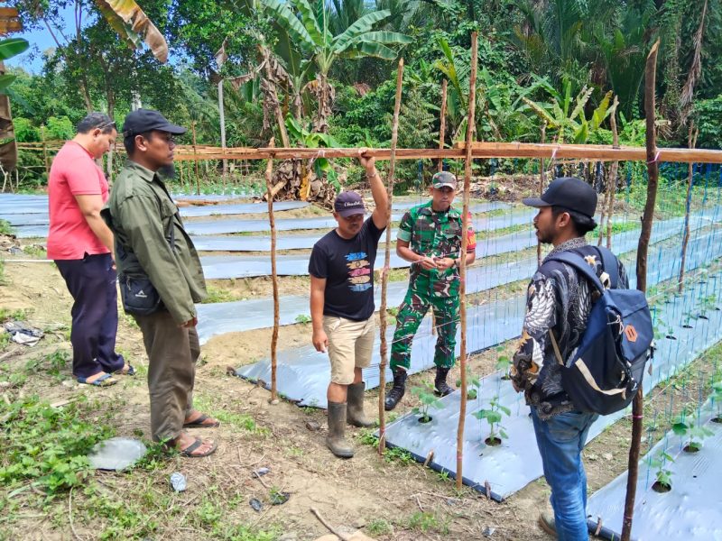 Babinsa Serda Yusri Satria Dampingi Petani Ladan Cek Hamparan, Perkuat Ketahanan Pangan Desa