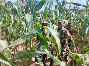 Babinsa Serda Fadhlin Turun ke Ladang: Bantu Panen Jagung, Perkuat Silaturahmi di Desa Putik